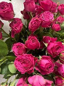 кустовая роза Бомбастик